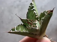 shin様 リクエスト 2点 まとめ商品