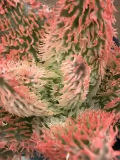 特上 アロエ ハイブリッド“Super Tempura”Aloe 子株 第四種 - メルカリ