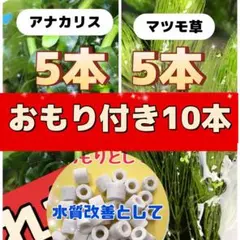 2026年最新】アナカリスの人気アイテム - メルカリ