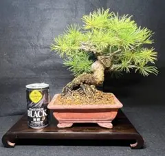 石鎚五葉松 根上がり 実生30年以上 まとめ買いお得です - メルカリ