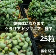 ケラリア ピグマエア 種子 25粒 +α 自家採種 8/2〜採種 匿名配送のサムネイル