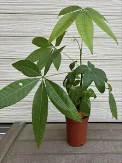 300円スタート』 パキラ Pachira 編み込み 観葉植物 インテリア - メルカリ