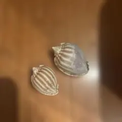 貝殻