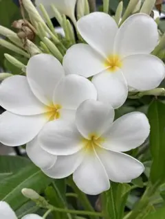 flower様 リクエスト 4点 まとめ商品