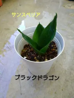 サンスベリア ブラックドラゴン 観葉植物のサムネイル