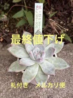 2025年最新】miya苗の人気アイテム - メルカリ