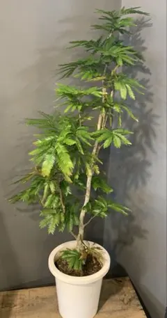 大型 エバーフレッシュ 朴仕立て 陶器鉢 植え込み発送 - メルカリ