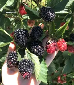 【クール便着払い★】冷凍ブラックベリー800g★ 農薬不使用★ 長野県産❗️のサムネイル