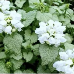 ストロベリー様 リクエスト 2点 まとめ商品