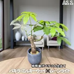 2025年最新】パキラ ムーンライトの人気アイテム - メルカリ
