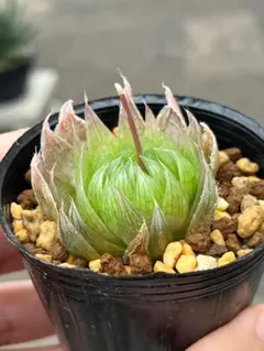 えび様 リクエスト 4点 まとめ商品