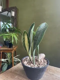 樺*島様 サンスベリア ベジータ 子株 サンセベリア sansevieria v 樺*島様 サンスベリア ベジータ 子株 サンセベリア sansevieria v