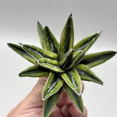 ［親株出品］アガベ　秋月 アガベ チタノタ 柊月 / Agave titanota 'Syūgetsu' #1 | Du