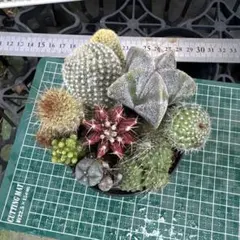 サボテン ガーデニング