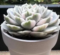 お*〜様 No.c769新入荷　オンスロー錦　エケベリア　撮影11月26日