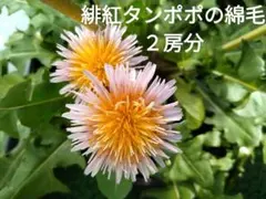 2026年最新】たんぽぽの人気アイテム - メルカリ