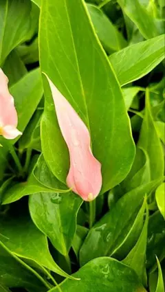 Anthurium Lilliのサムネイル