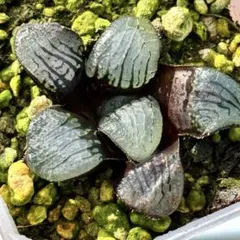 万*藤様 魔界　超美株　ハオルチア　観葉植物　C5