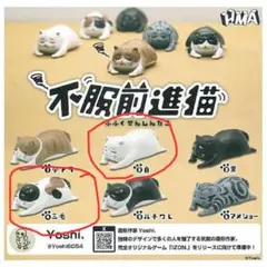 不服前進猫 白・三毛猫