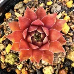 多肉植物 センペルビウム プラムパフェ No.67【白】 - メルカリ