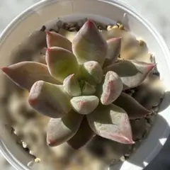 ペーニャ 多肉植物