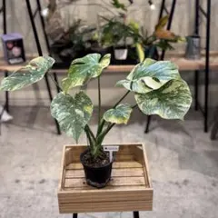 す*る様 22 モンステラ　デリシオーサ　レガシー　斑入り　美斑