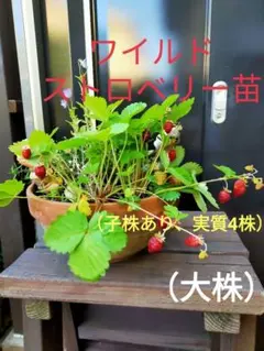 2025年最新】いちご 苗の人気アイテム - メルカリ