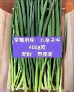 【採れたて新鮮！】京都府産 伝統野菜　無農薬　九条ネギ 400gのサムネイル