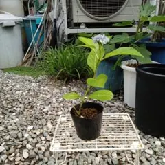 札落ちアウトレット紫陽花 B 挿し芽2年目 アジサイ抜き苗 - メルカリ