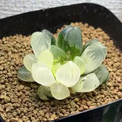 海*鴉様 多肉植物　ハオルチア　氷星球オブツーサ錦　変異系　超美品　希少 多肉植物 ハオルチア 氷星球オブツーサ錦 変異系 超美品 希少 - メルカリ