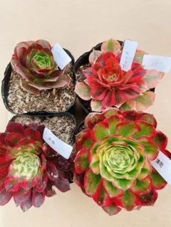 66 多肉植物 アエオニウム 抜き苗 4種セット