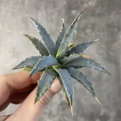 2026年最新】ユタエンシスの人気アイテム - メルカリ