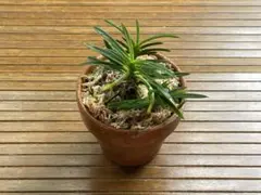 鎧通し① 風蘭　富貴蘭 フウキランのサムネイル