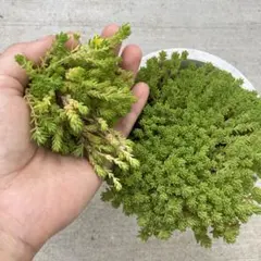 えりぃ様 リクエスト 3点 まとめ商品