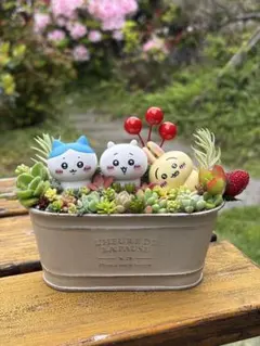 【ちび太様専用オーダーページ】＊多肉植物寄せ植え♡2点セット♡
