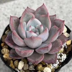 多肉植物　エケベリア　フィオナ×ホーリンゼ　Pさん苗の葉挿しのサムネイル