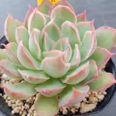 チョコ肉様 リクエスト 2点 まとめ商品