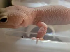 Item thumbnail for item 37aceda9-7bb7-4abd-9e0c-3921469cff4c