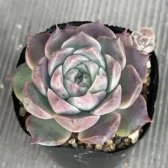 2025年最新】リンゼアナの人気アイテム - メルカリ