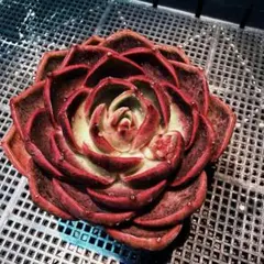 かぉる様 リクエスト 2点 まとめ商品