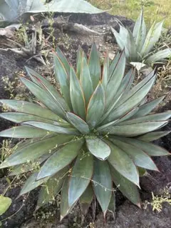 アガベ ブルーグロー 地植え株 大株 美株 ドライガーデン