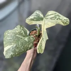 ☆タイコン祭り☆【特選ハイクオリティ株】モンステラタイコンステ
