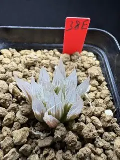 91f 多肉植物 ハオルチア ダビディ錦白糊斑 自家繁殖 鉢植え発送