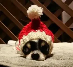 Namiさま専用です◆ 犬 スヌード ◆ 小型犬 ウエア 限定品 クリスマス