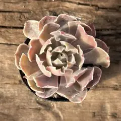 2026年最新】シャビアナ 多肉の人気アイテム - メルカリ