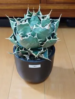 く*様 アガベ　チタノタ　冰雹　鉢のままメルカリ便発送 アガベ チタノタ 鉢のまま発送 - メルカリ