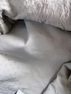 オーストリッチ　1枚