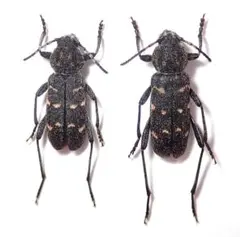 2026年最新】カミキリ 標本の人気アイテム - メルカリ