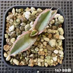 167 BB錦 アガベ　チタノタのサムネイル