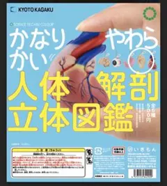 かなりやわらかい 人体解剖立体図鑑 耳